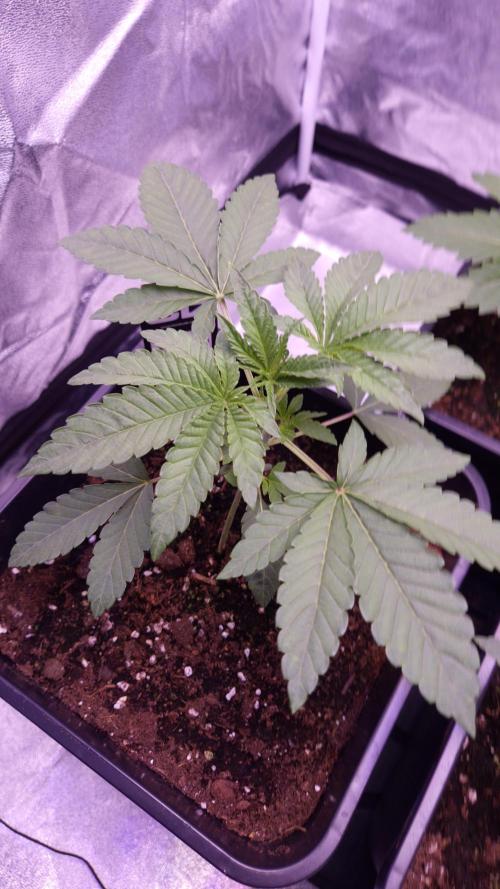 Fem10 - Photoperiodic TestSeed FastBuds. Week 3