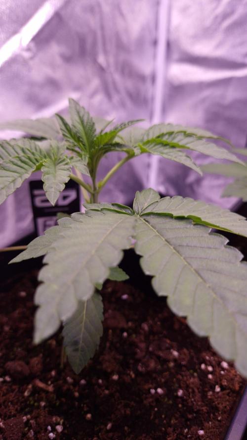 Fem10 - Photoperiodic TestSeed FastBuds. Week 3