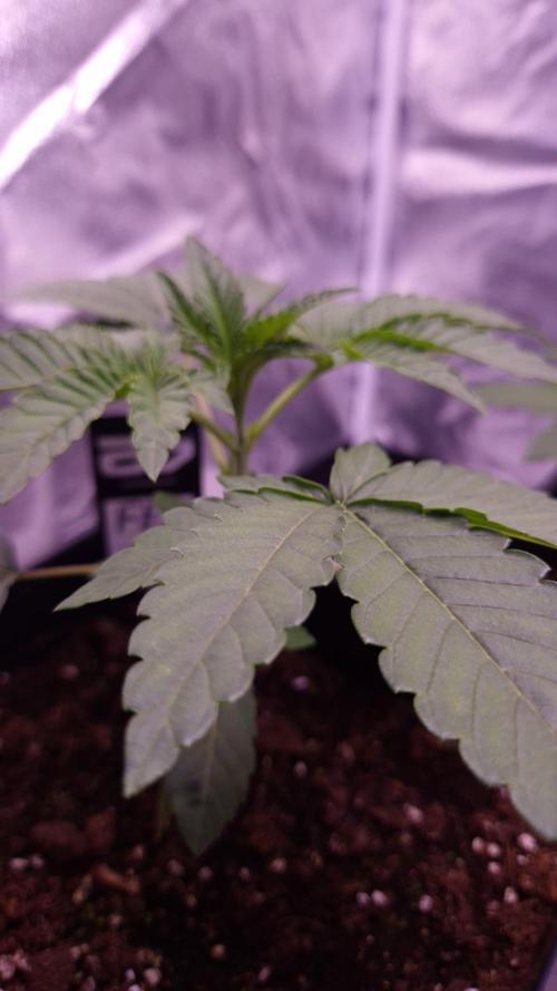 Fem10 - Photoperiodic TestSeed FastBuds. Week 3