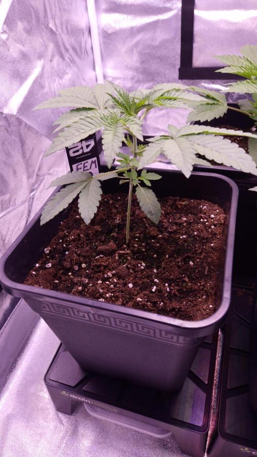 Fem10 - Photoperiodic TestSeed FastBuds. Week 3