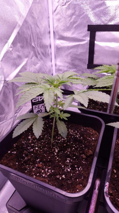 Fem10 - Photoperiodic TestSeed FastBuds. Week 3