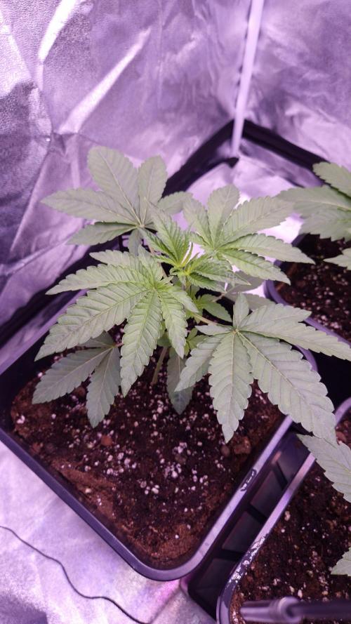 Fem10 - Photoperiodic TestSeed FastBuds. Week 3