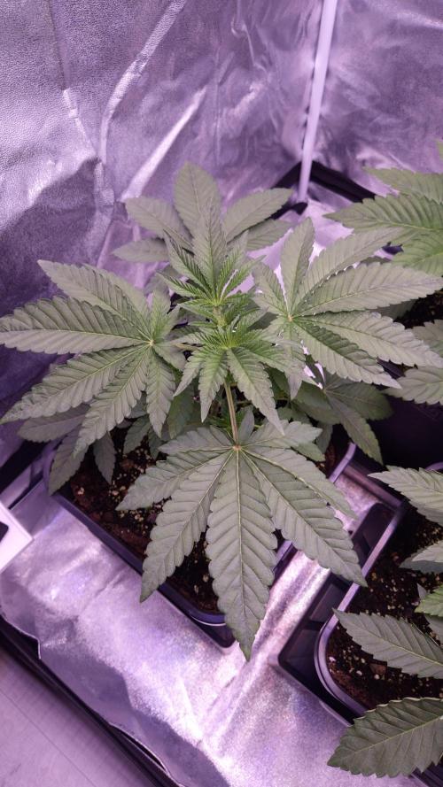 Fem10 - Photoperiodic TestSeed FastBuds. Week 4
