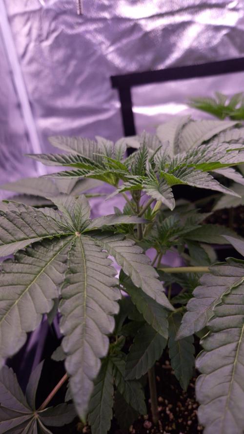 Fem10 - Photoperiodic TestSeed FastBuds. Week 4