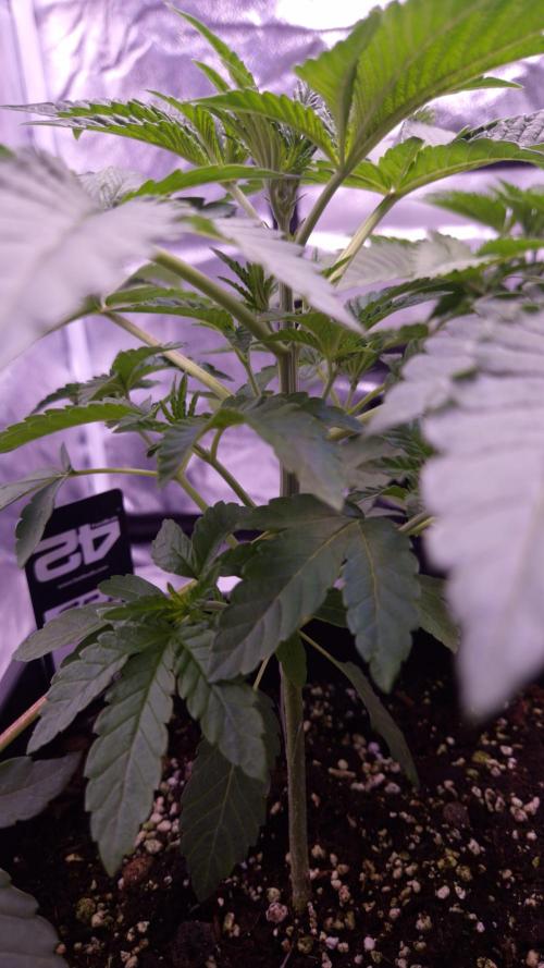 Fem10 - Photoperiodic TestSeed FastBuds. Week 4