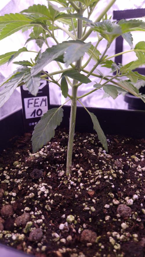 Fem10 - Photoperiodic TestSeed FastBuds. Week 4