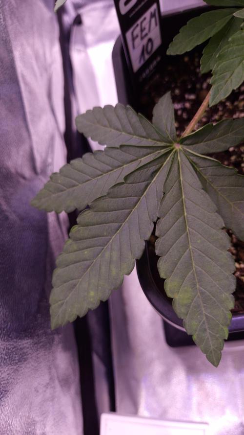 Fem10 - Photoperiodic TestSeed FastBuds. Week 4