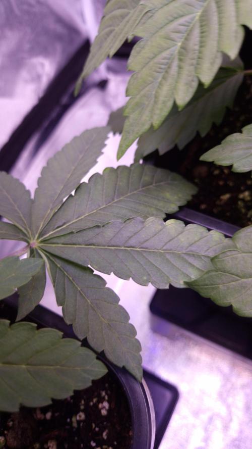 Fem10 - Photoperiodic TestSeed FastBuds. Week 4