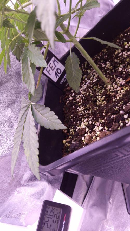 Fem10 - Photoperiodic TestSeed FastBuds. Week 4
