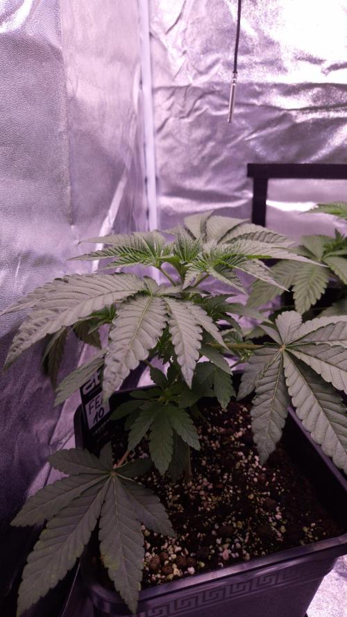 Fem10 - Photoperiodic TestSeed FastBuds. Week 4