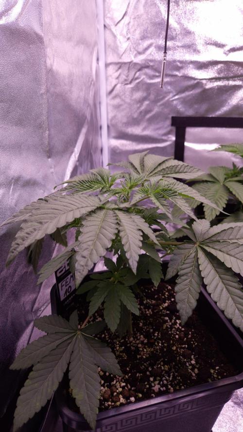 Fem10 - Photoperiodic TestSeed FastBuds. Week 4