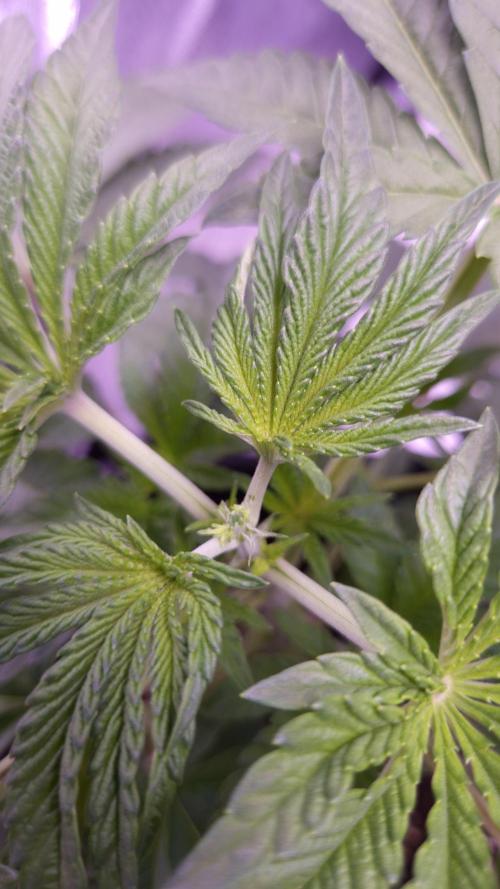 Fem10 - Photoperiodic TestSeed FastBuds. Week 4