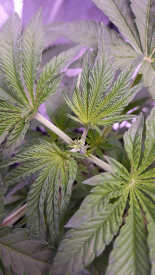 Fem10 - Photoperiodic TestSeed FastBuds. Week 4