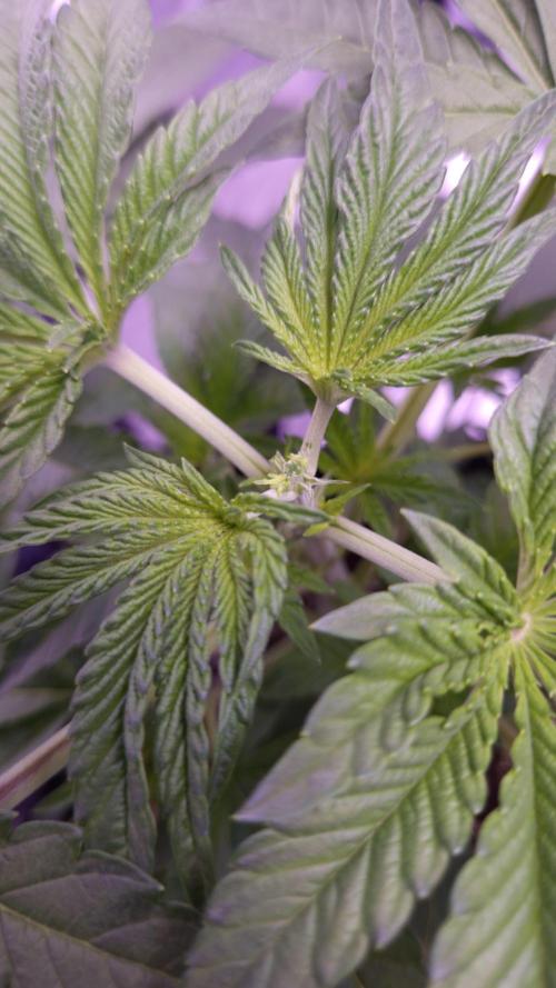 Fem10 - Photoperiodic TestSeed FastBuds. Week 4