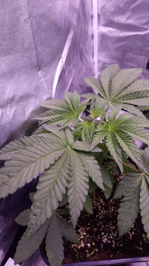 Fem10 - Photoperiodic TestSeed FastBuds. Week 4