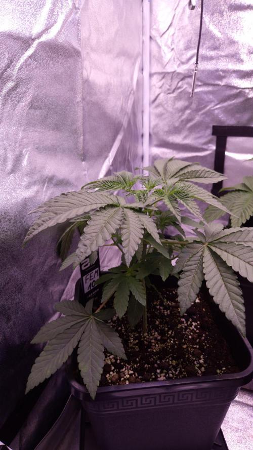 Fem10 - Photoperiodic TestSeed FastBuds. Week 4