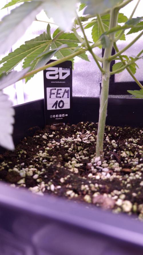 Fem10 - Photoperiodic TestSeed FastBuds. Week 4
