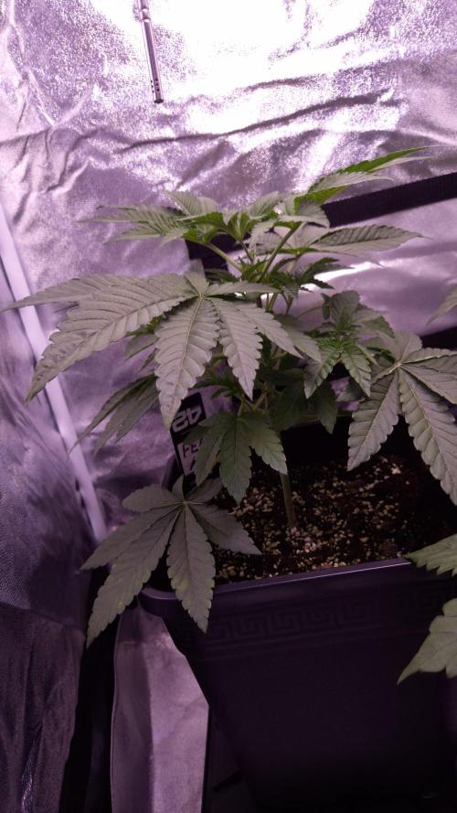Fem10 - Photoperiodic TestSeed FastBuds. Week 4