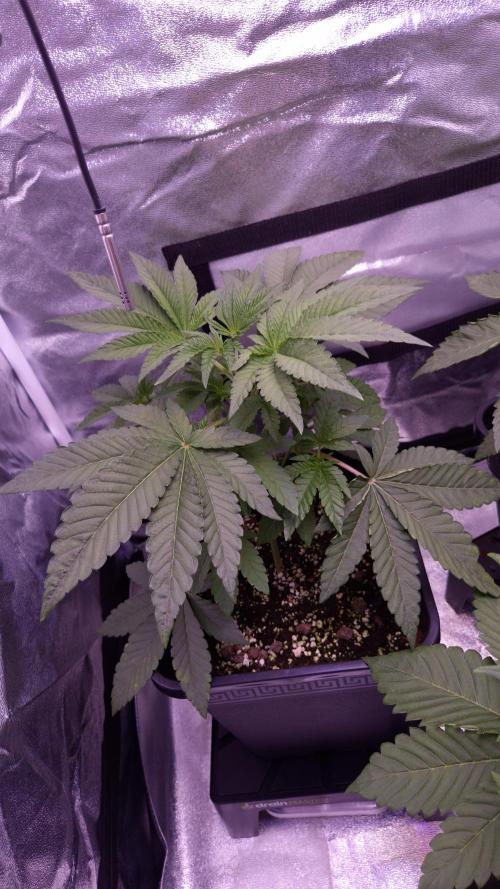 Fem10 - Photoperiodic TestSeed FastBuds. Week 4