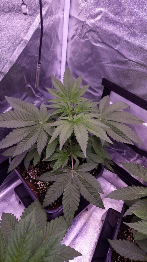 Fem10 - Photoperiodic TestSeed FastBuds. Week 4
