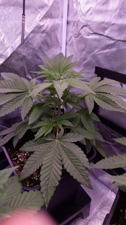 Fem10 - Photoperiodic TestSeed FastBuds. Week 4
