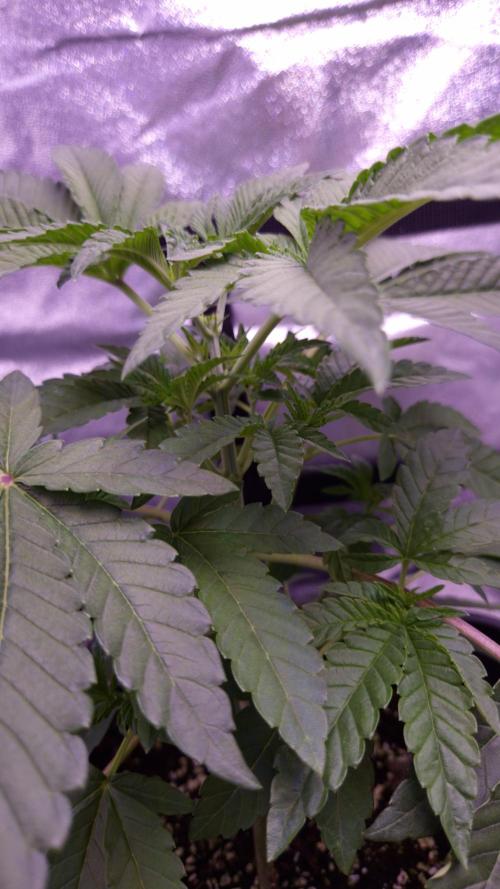 Fem10 - Photoperiodic TestSeed FastBuds. Week 4