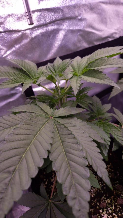 Fem10 - Photoperiodic TestSeed FastBuds. Week 4