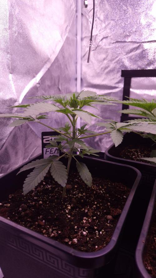 Fem10 - Photoperiodic TestSeed FastBuds. Week 4