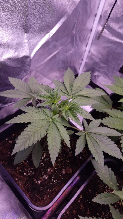 Fem10 - Photoperiodic TestSeed FastBuds. Week 4