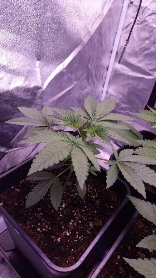 Fem10 - Photoperiodic TestSeed FastBuds. Week 4