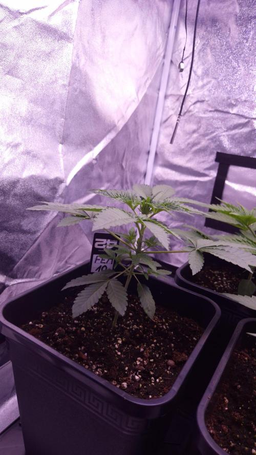 Fem10 - Photoperiodic TestSeed FastBuds. Week 4