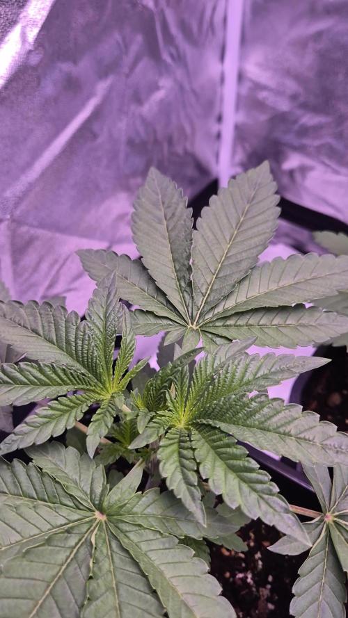 Fem10 - Photoperiodic TestSeed FastBuds