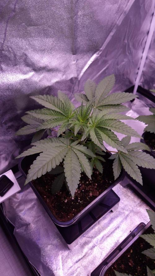 Fem10 - Photoperiodic TestSeed FastBuds. Week 4