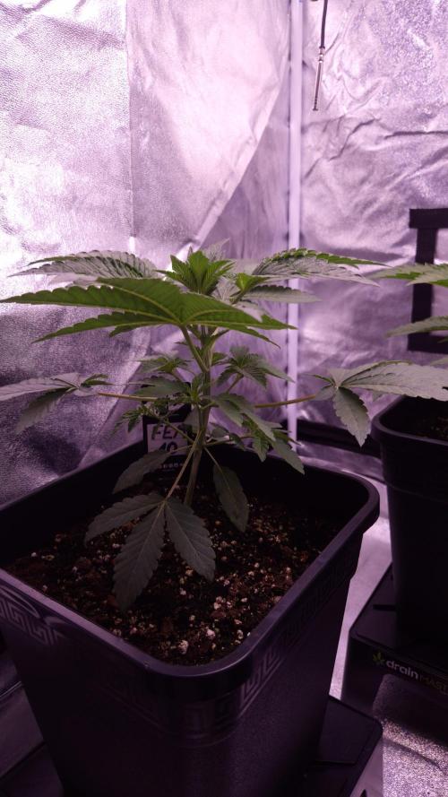 Fem10 - Photoperiodic TestSeed FastBuds. Week 4