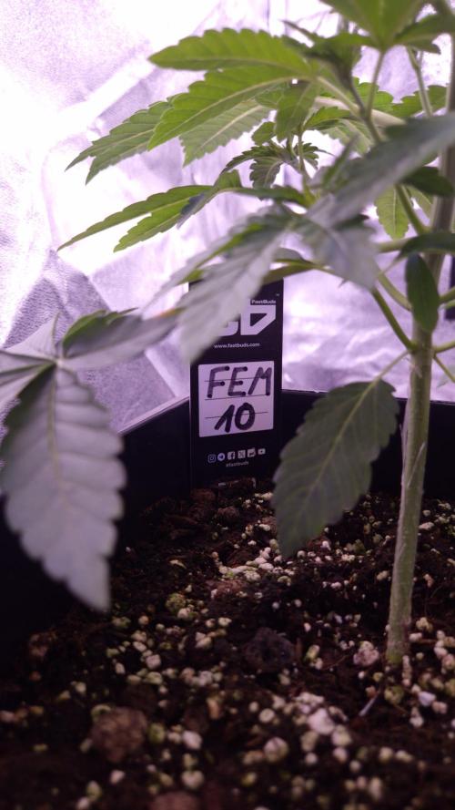 Fem10 - Photoperiodic TestSeed FastBuds. Week 4