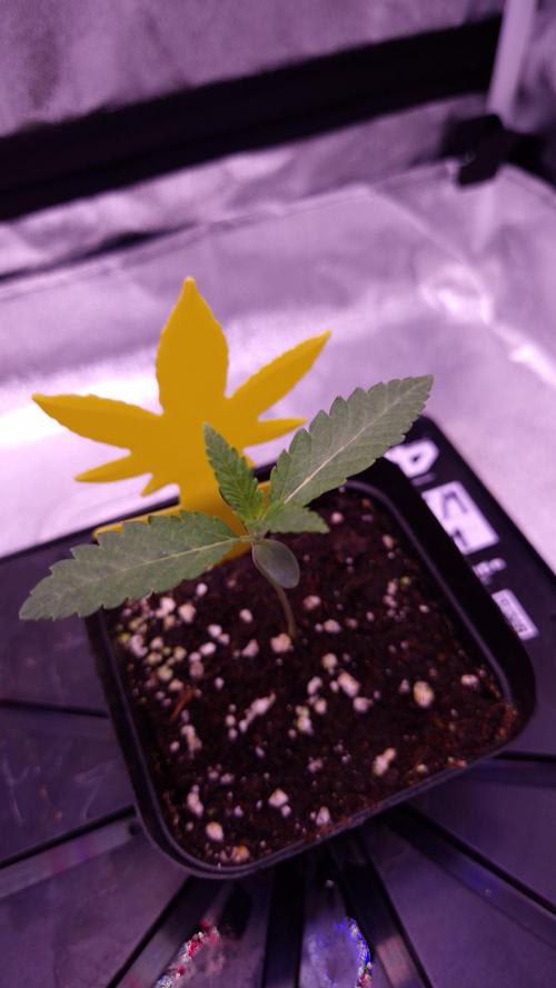 Fem 11 - Photoperiodic TestSeed FastBuds. Week 2