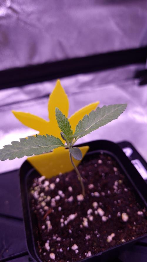 Fem 11 - Photoperiodic TestSeed FastBuds. Week 2