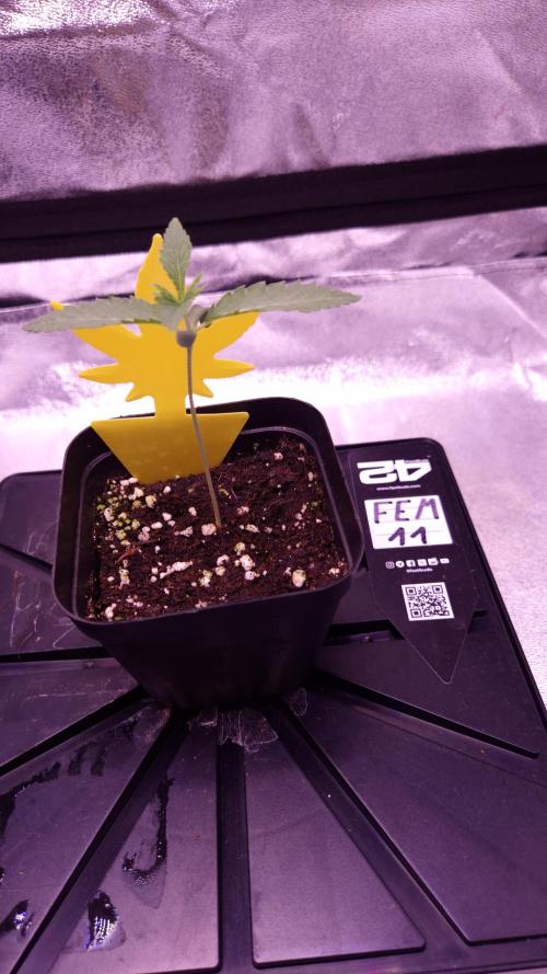 Fem 11 - Photoperiodic TestSeed FastBuds. Week 2
