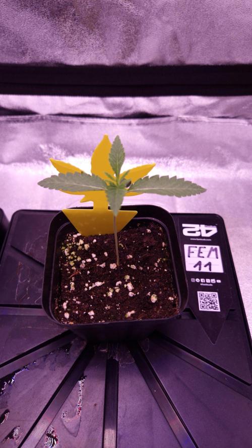 Fem 11 - Photoperiodic TestSeed FastBuds. Week 2