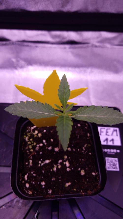 Fem 11 - Photoperiodic TestSeed FastBuds. Week 2