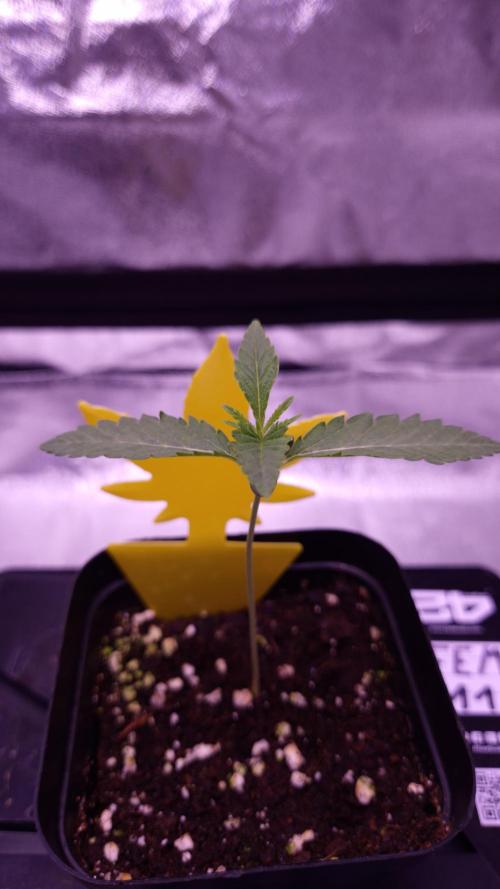 Fem 11 - Photoperiodic TestSeed FastBuds. Week 2