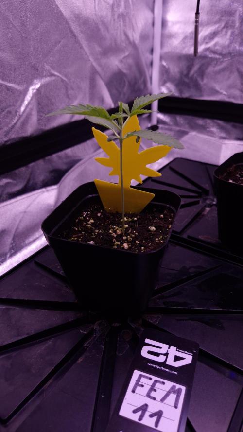 Fem 11 - Photoperiodic TestSeed FastBuds. Week 2