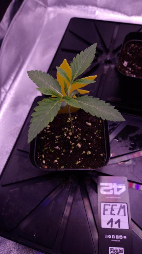 Fem 11 - Photoperiodic TestSeed FastBuds. Week 2