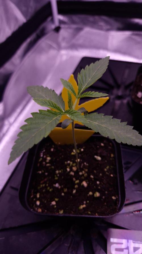 Fem 11 - Photoperiodic TestSeed FastBuds. Week 2