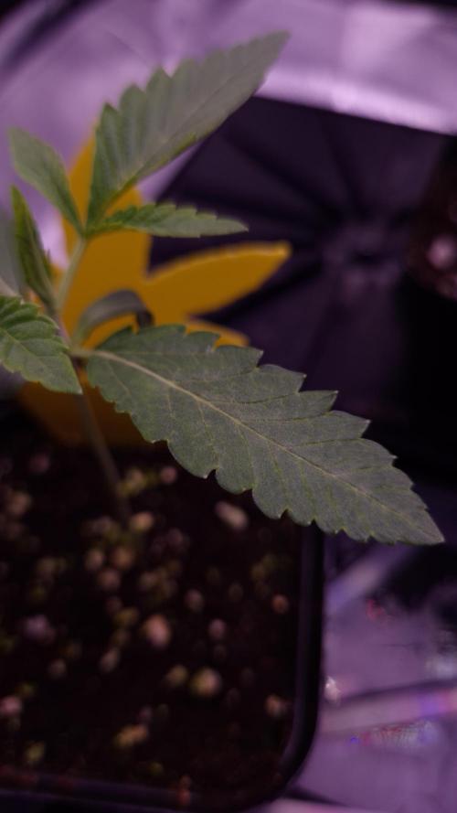 Fem 11 - Photoperiodic TestSeed FastBuds. Week 2