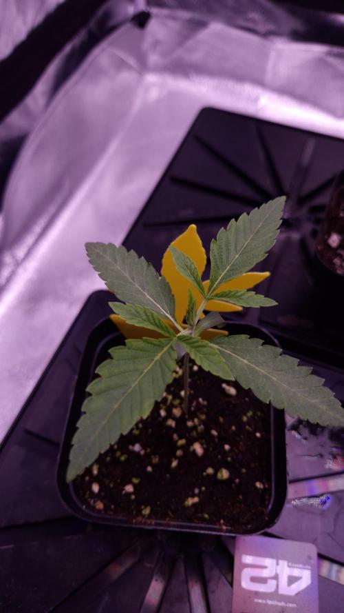 Fem 11 - Photoperiodic TestSeed FastBuds. Week 2