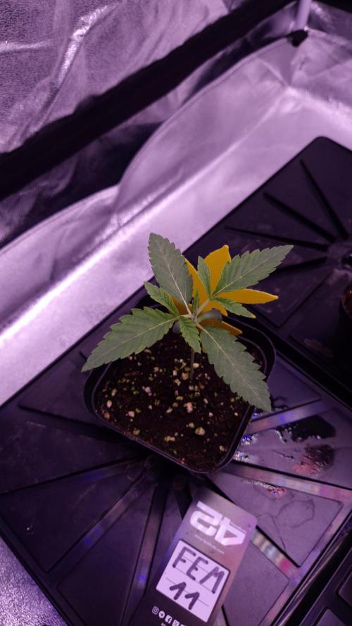 Fem 11 - Photoperiodic TestSeed FastBuds. Week 2