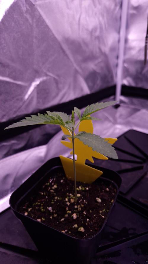 Fem 11 - Photoperiodic TestSeed FastBuds. Week 2