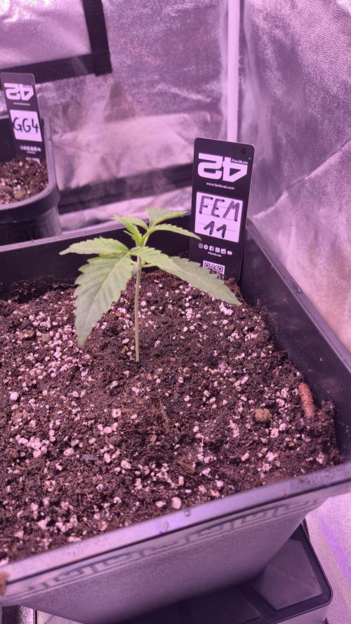 Fem 11 - Photoperiodic TestSeed FastBuds. Week 2