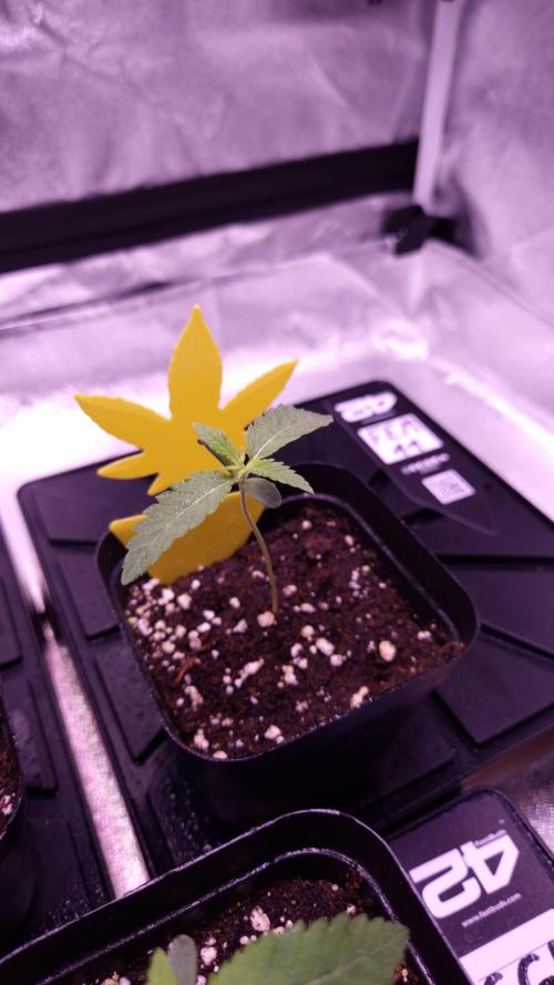 Fem 11 - Photoperiodic TestSeed FastBuds. Week 2